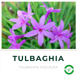Tulbaghia Violacea