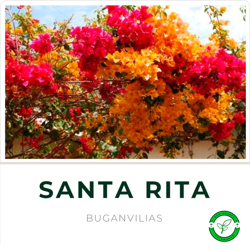 Santa Rita