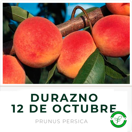 Durazno "12 de Octubre"