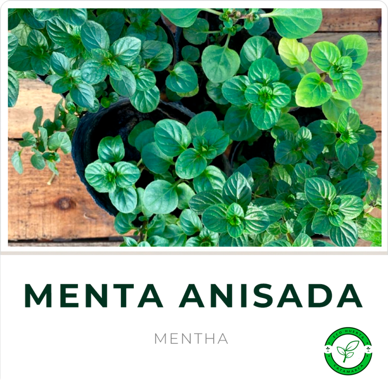 Menta Anisada
