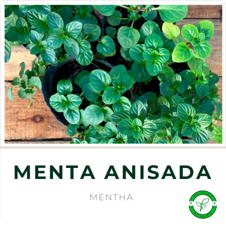 Menta Anisada