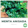 Menta Anisada
