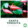Santa Teresita