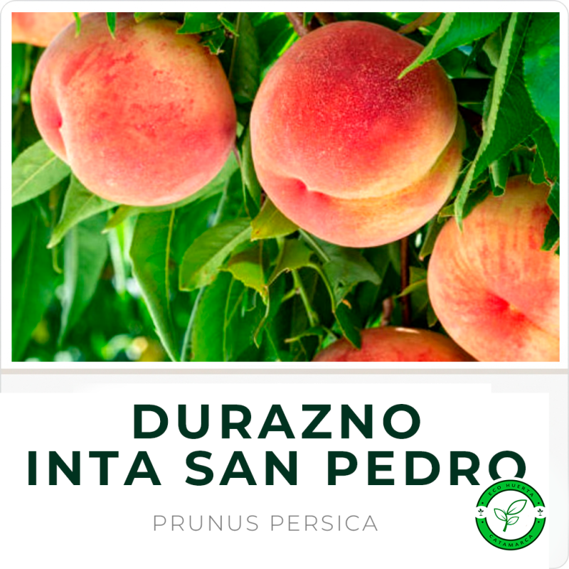Durazno "INTA San Pedro"