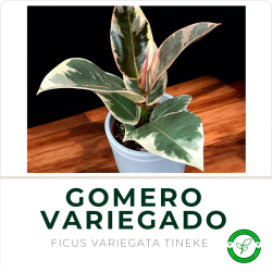 Gomero Variegado