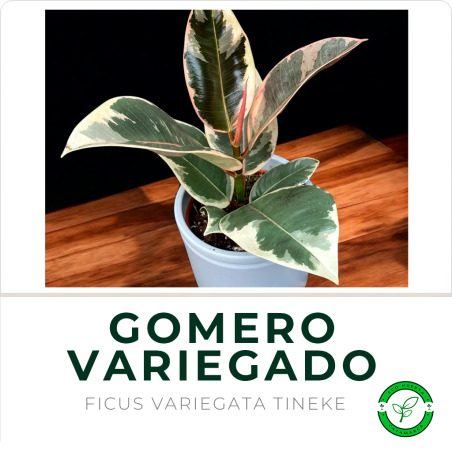 Gomero Variegado