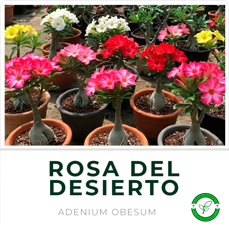 Rosa del Desierto (Adenium)