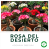 Rosa del Desierto (Adenium)