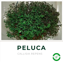 Peluca (Callisia Repens)