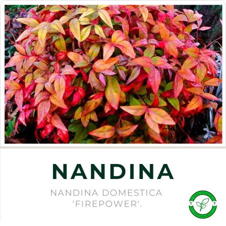Nandina