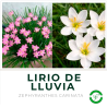 Zepirantum (Lirio de Lluvia)