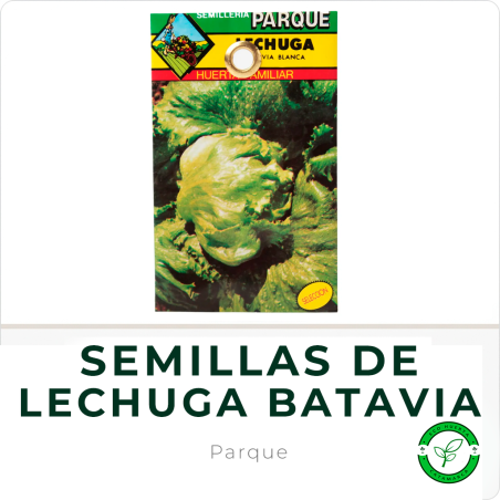 Semillas de Lechuga Batavia Blanca Parque