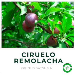 Ciruelo Remolacha