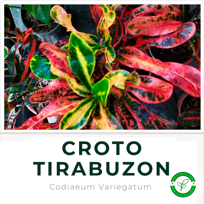 Croto Tirabuzon