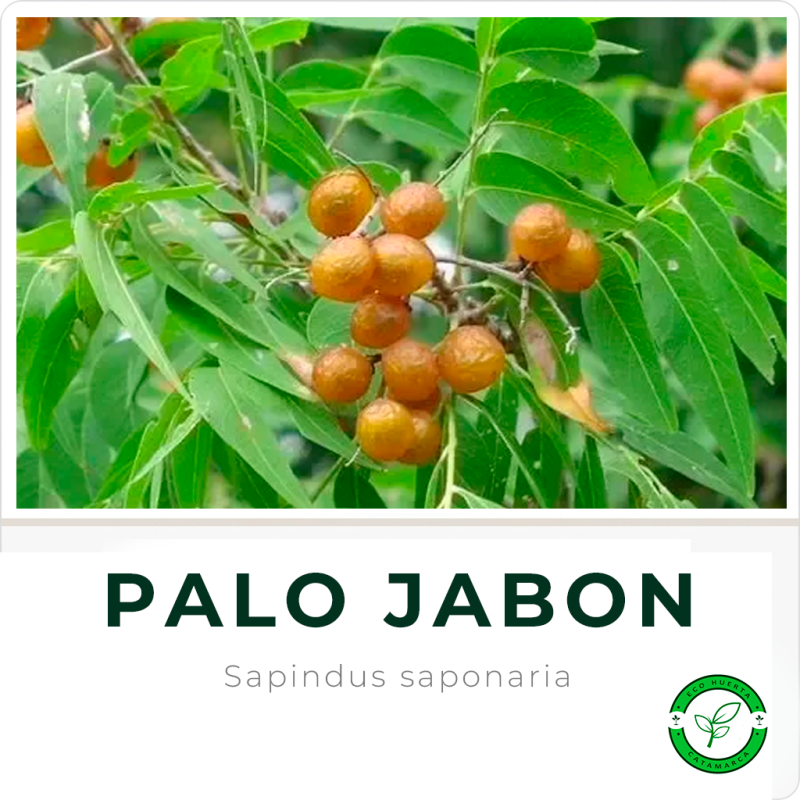Palo Jabón