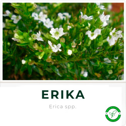 Erika 3L