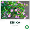 Erika 3L