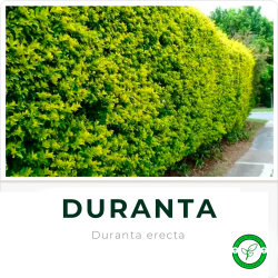 Duranta 3L