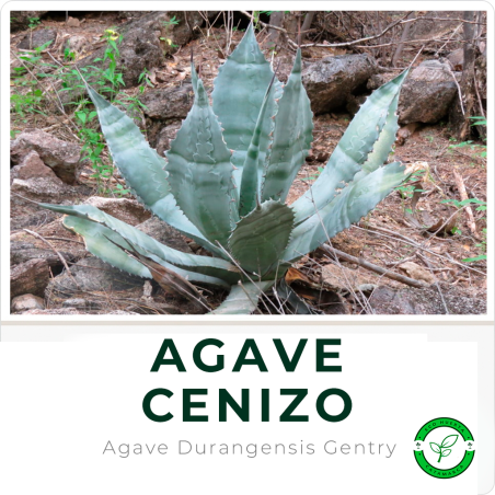Agave Cenizo