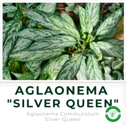 Aglaonema "Silver Queen"