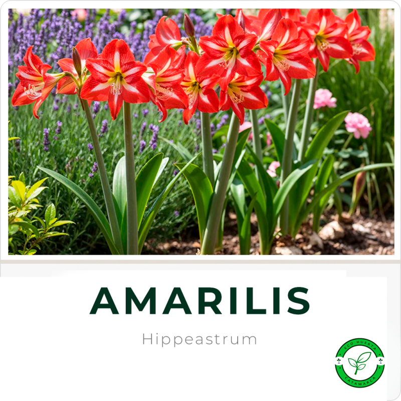 Amarilis H