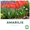 Amarilis H