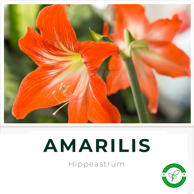 Amarilis N