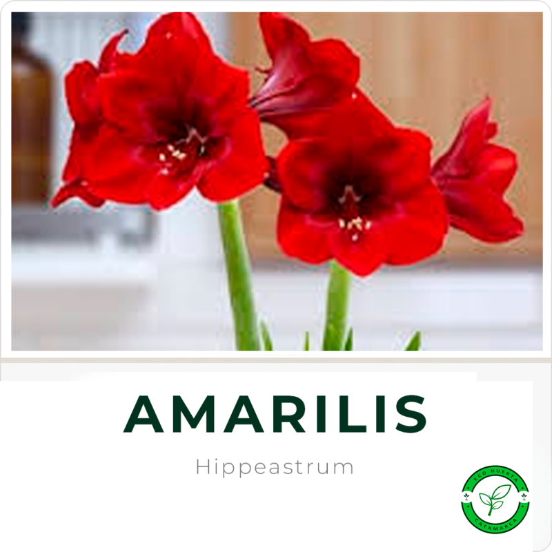 Amarilis E