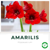 Amarilis E
