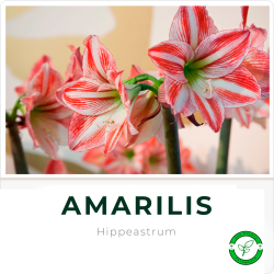 Amarilis P