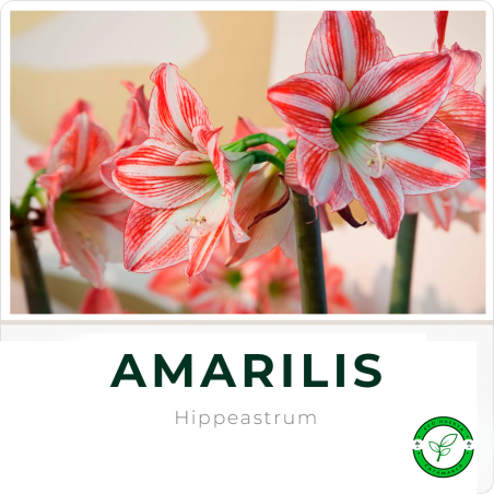 Amarilis P