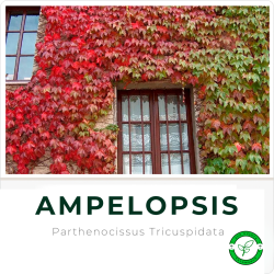 Ampelopsis