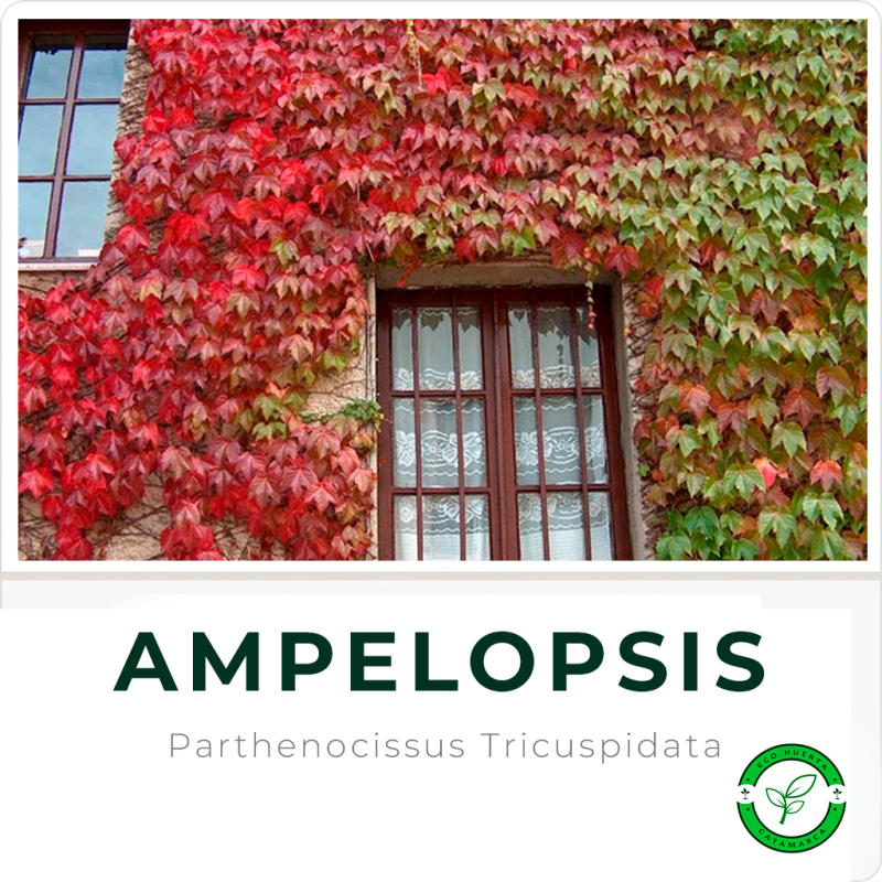 Ampelopsis