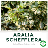 Aralia Schefflera