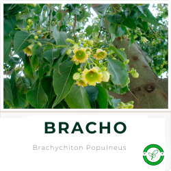 Bracho (o Braquiquito)