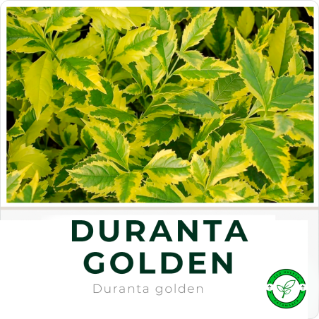Duranta Golden