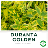 Duranta Golden