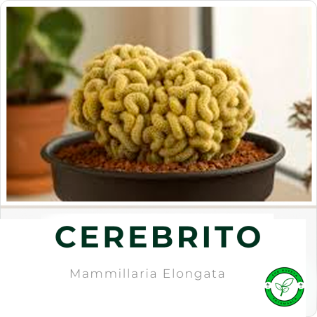 Cerebrito (Mammillaria Elongata)