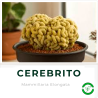 Cerebrito (Mammillaria Elongata)