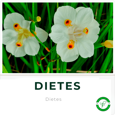 Dietes