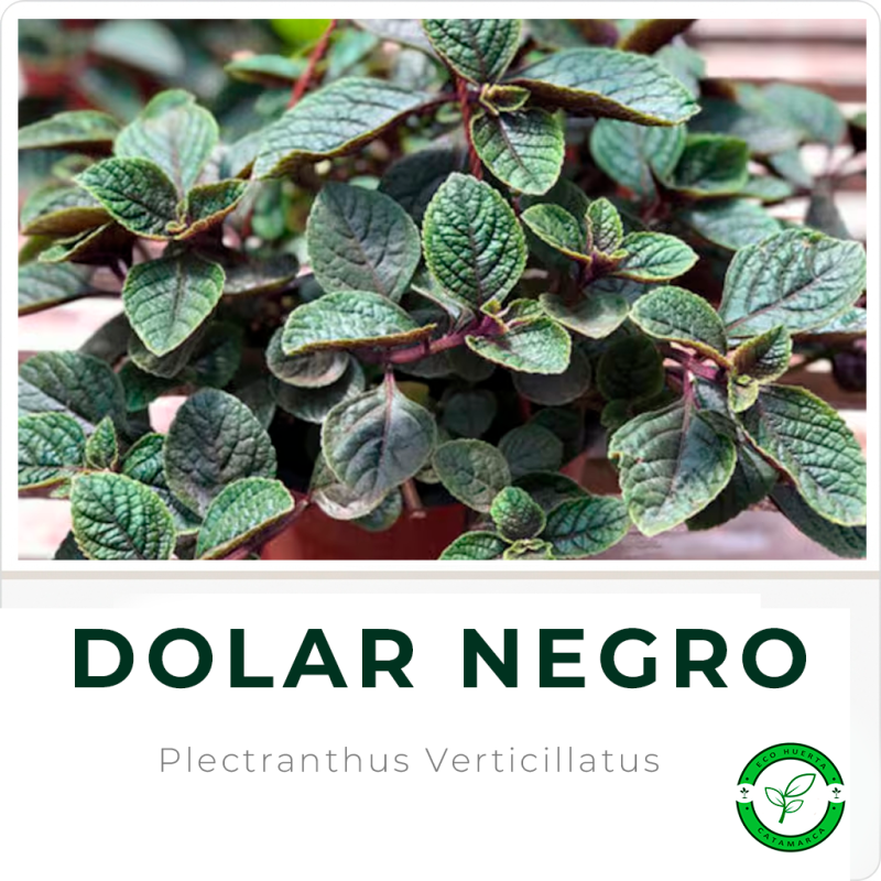 Dolar Negro