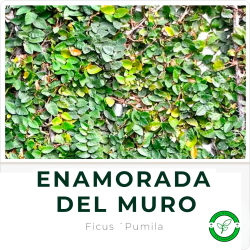 Enamorada del Muro