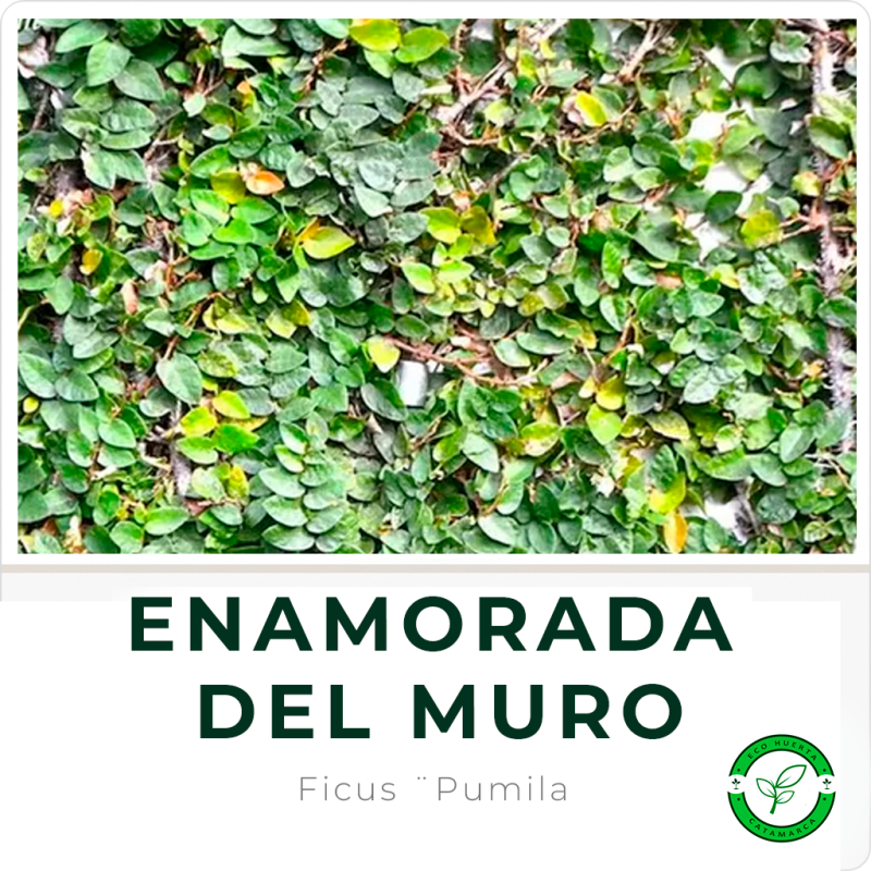 Enamorada del Muro