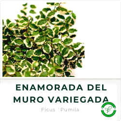 Enamorada del Muro Variegada