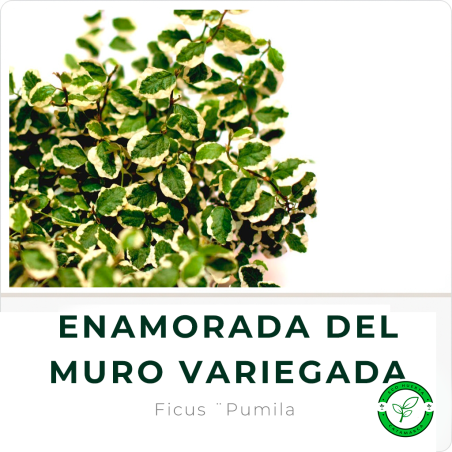 Enamorada del Muro Variegada
