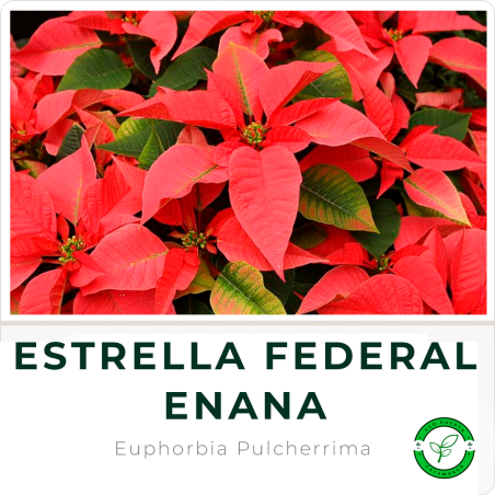 Estrella Federal Enana