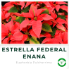 Estrella Federal Enana