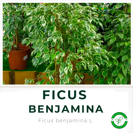 Ficus Benjamina
