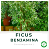 Ficus Benjamina