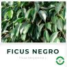 Ficus Negro